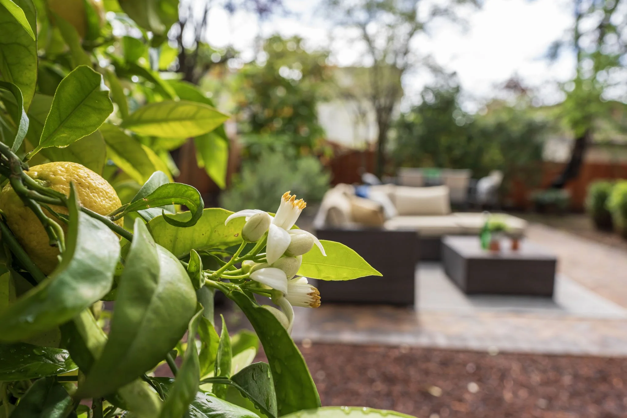 art yard lemon 2.JPG