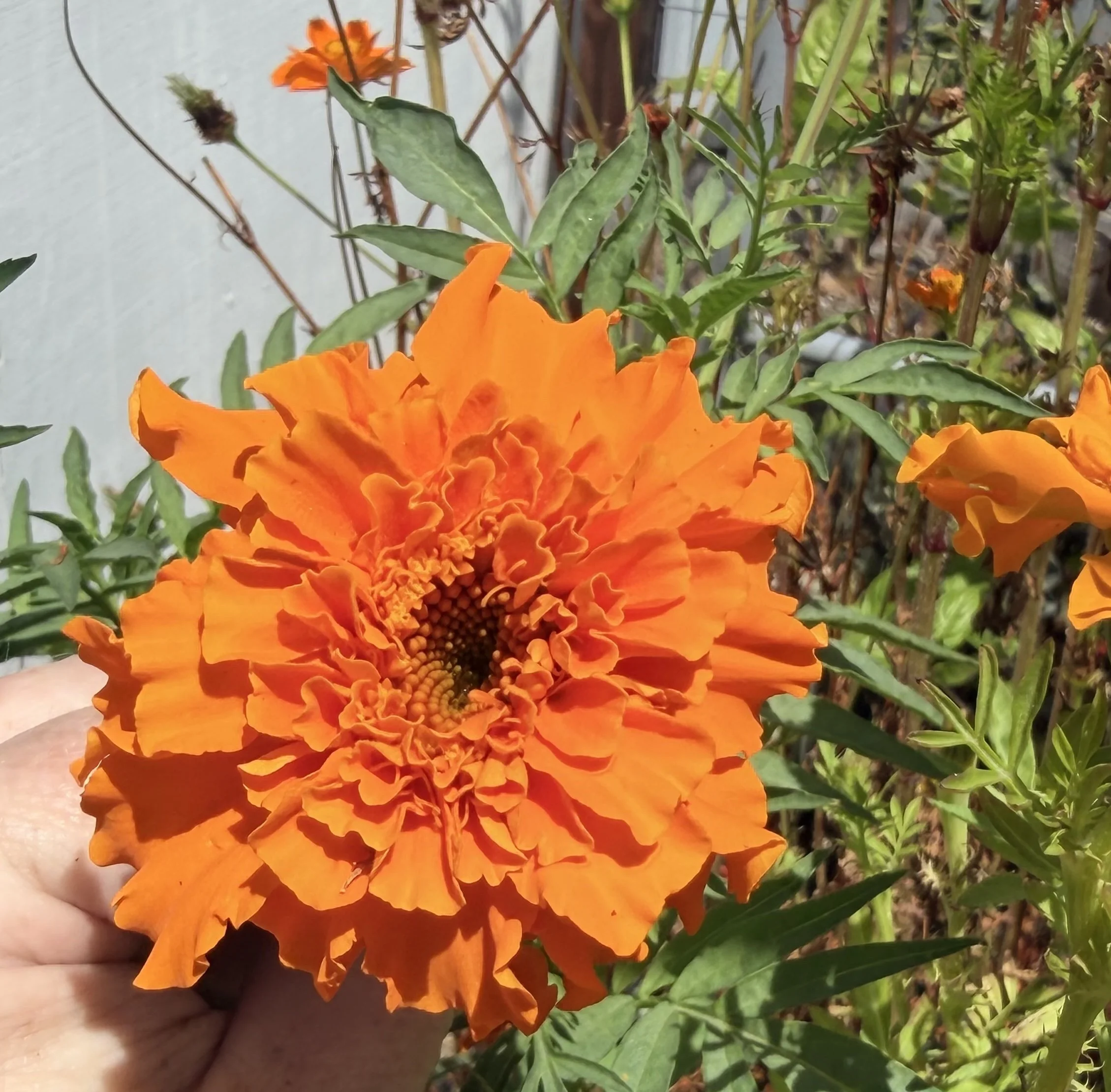 RSaylorPaintingwithflowers5.jpeg