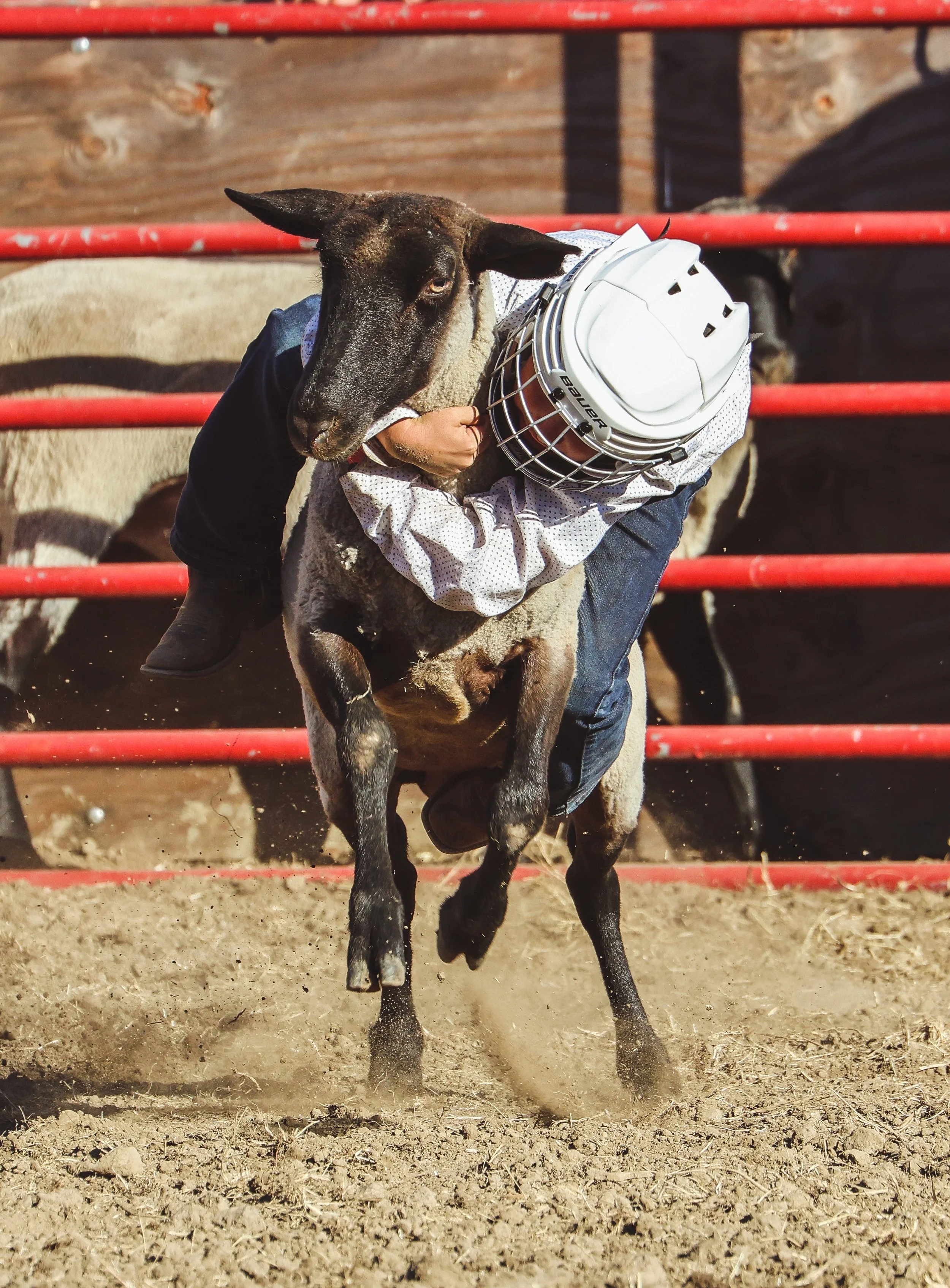 Mutton Busting Lake County Rodeo