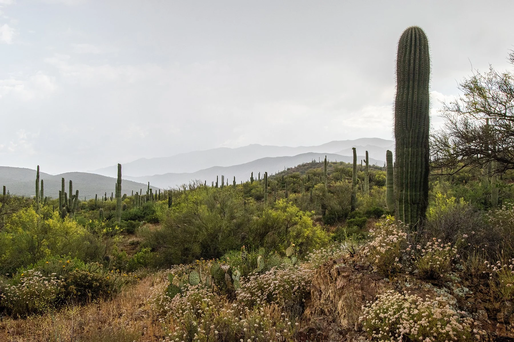 Spring Saguaros