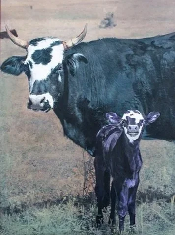 Blue Jean Momma & Purple Calf 48x36" $2520