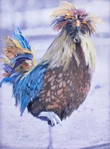 Wild Rooster 5 24x18” $840
