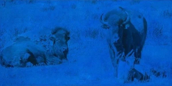 Three Blue Bufflao 18x36” 