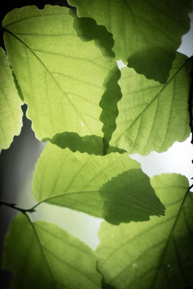 Leaf-Shadows_2766_JGummersall.jpg