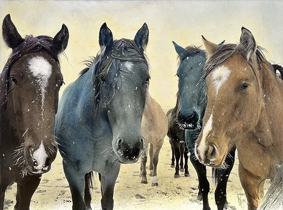 Six Snowy Horses 18x36” $1200