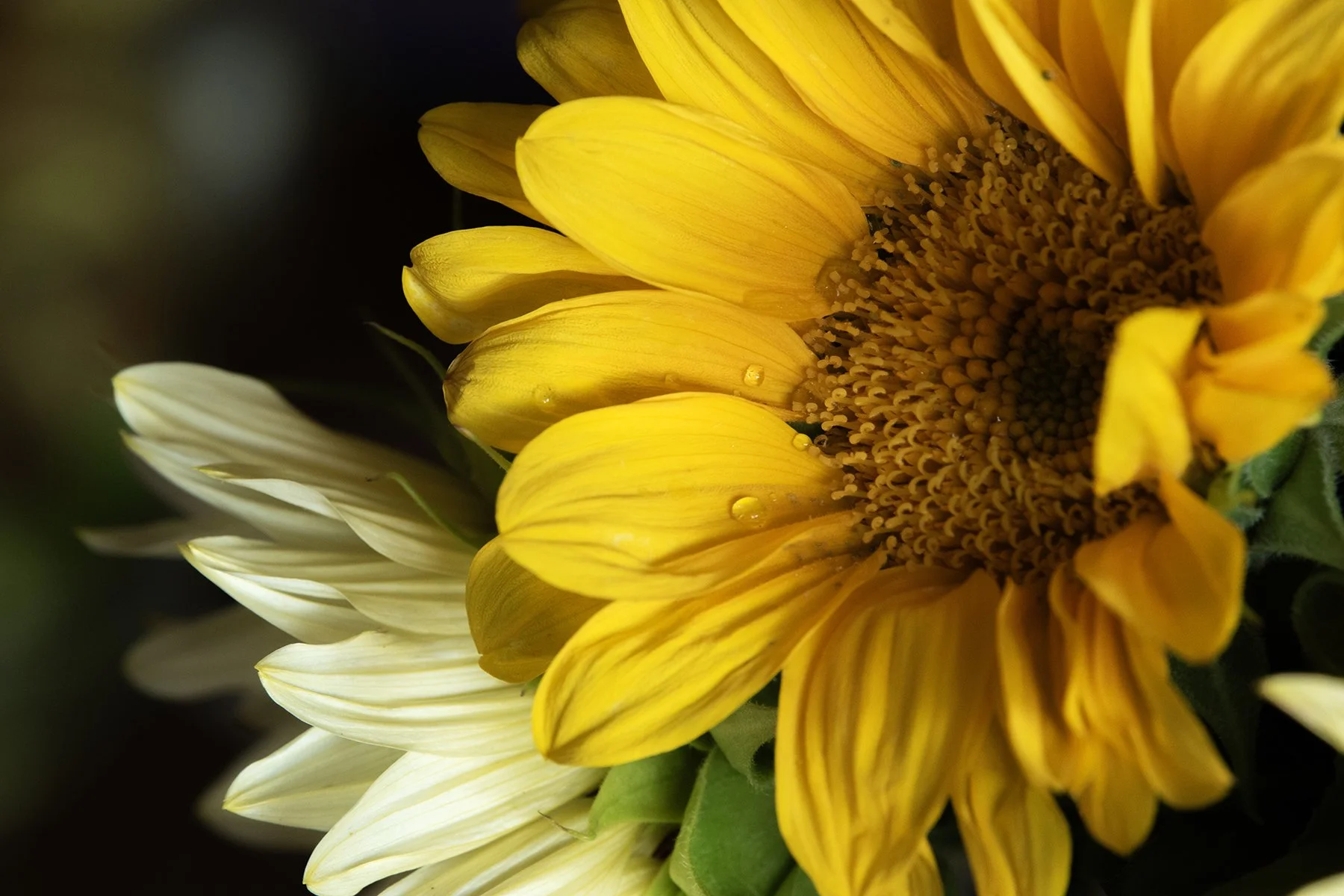 Yellow Queen Sunflowers