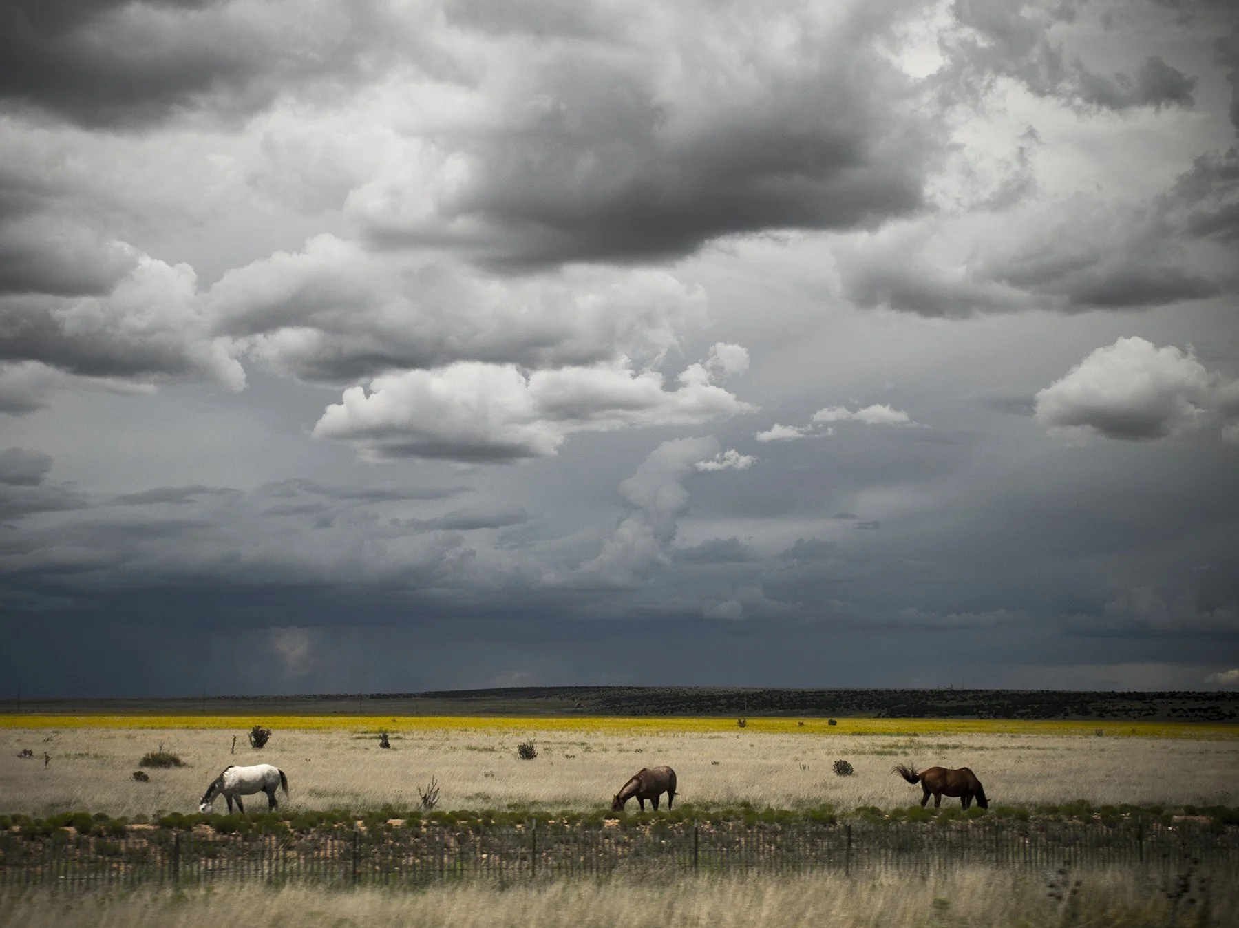 3 Horses Graze Under NM Skies