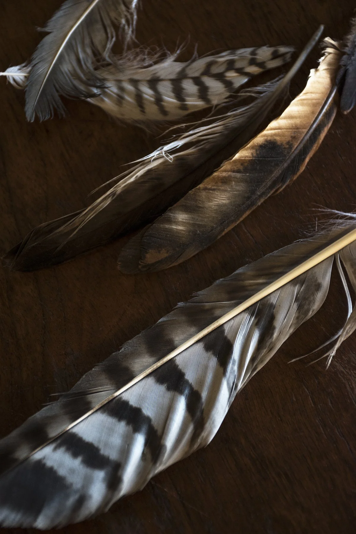 Red Tail and Turkey Feathers