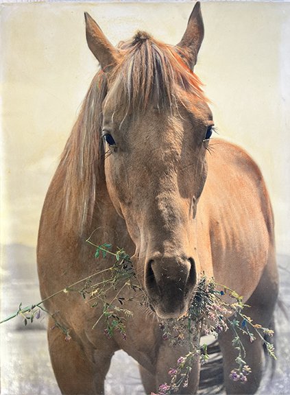 Buddy Found Alfalfa 1 24x18” $840