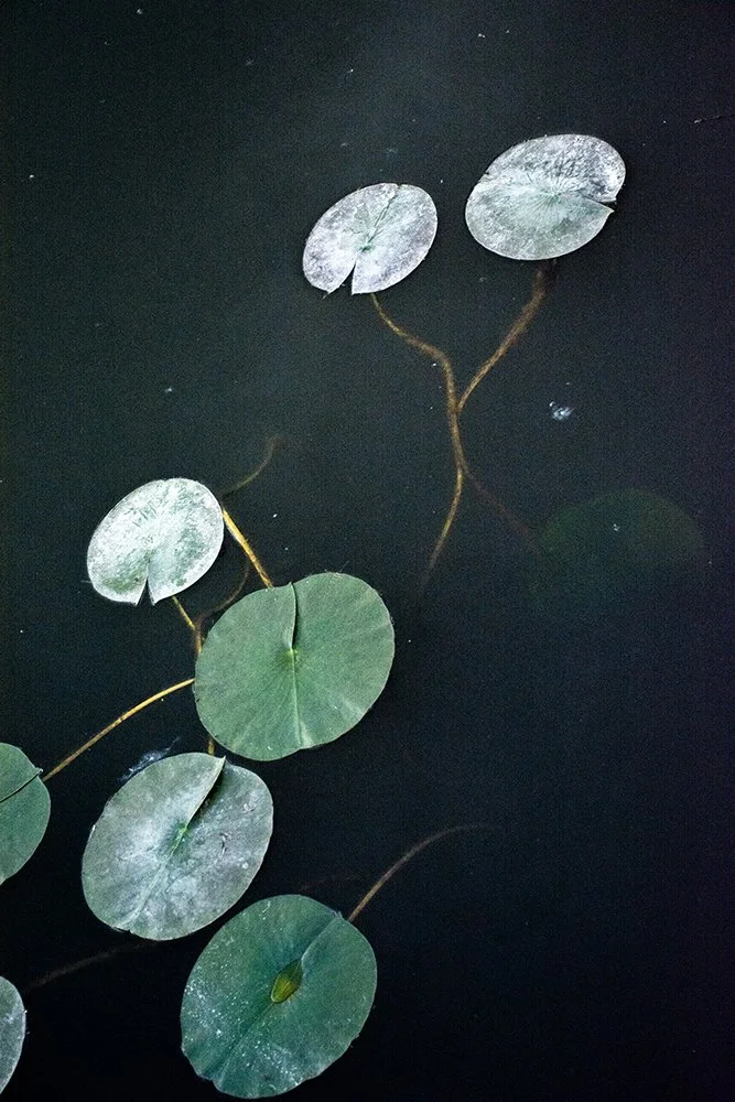 LilyPads_0374_JGummersall.jpg