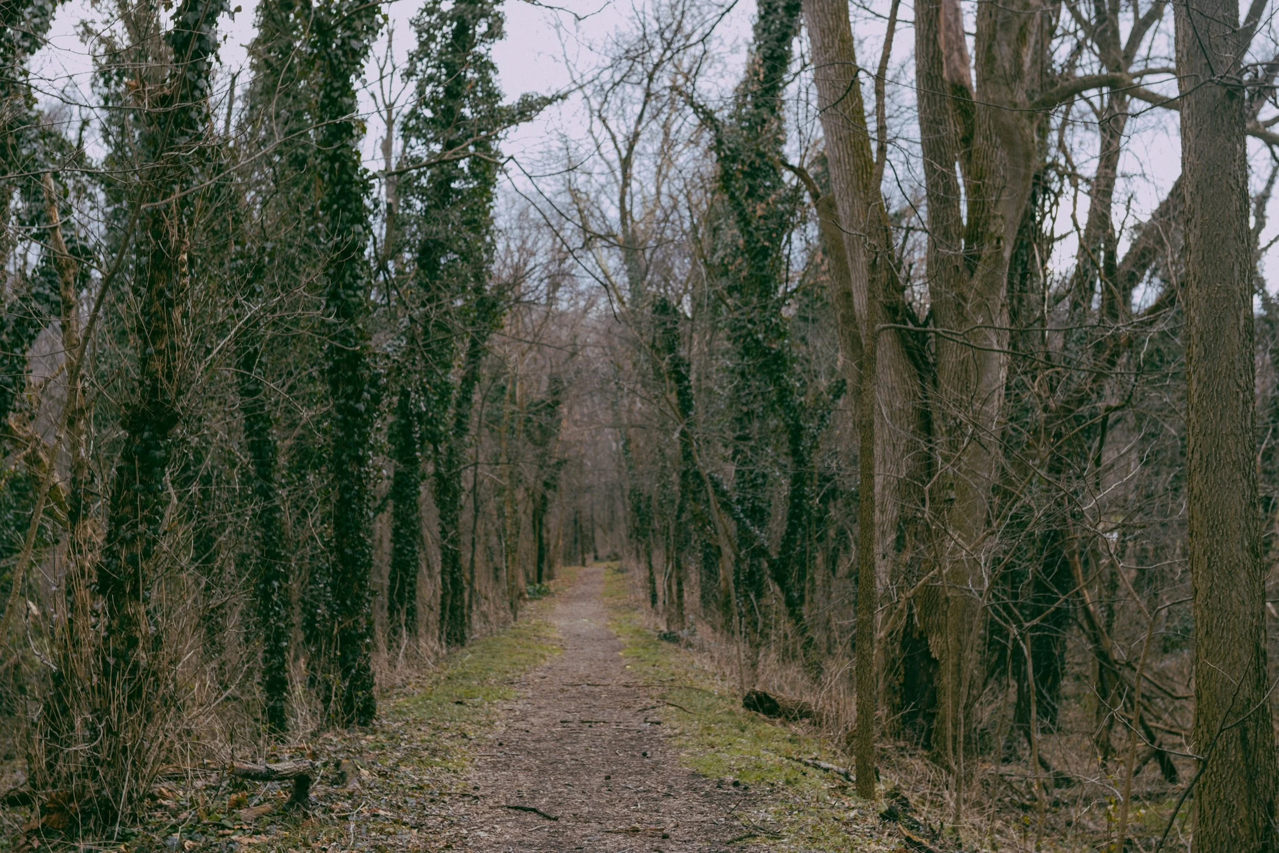 What We Do — VITAL TREE CO.