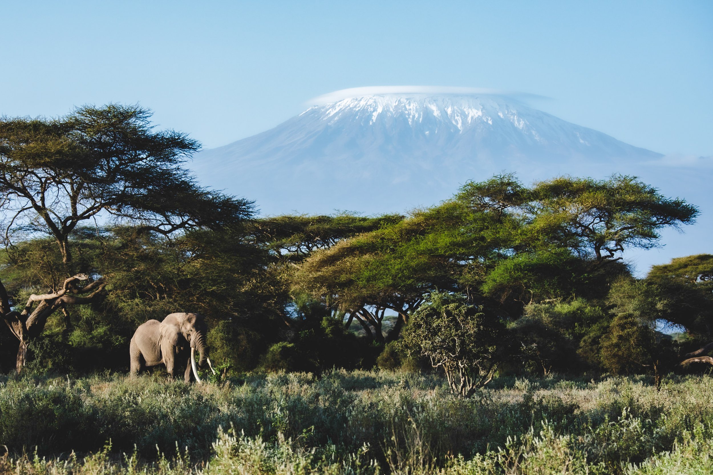 Angama Amboseli photographed by Jeremy Goss — Super Tusker Elephant.jpg