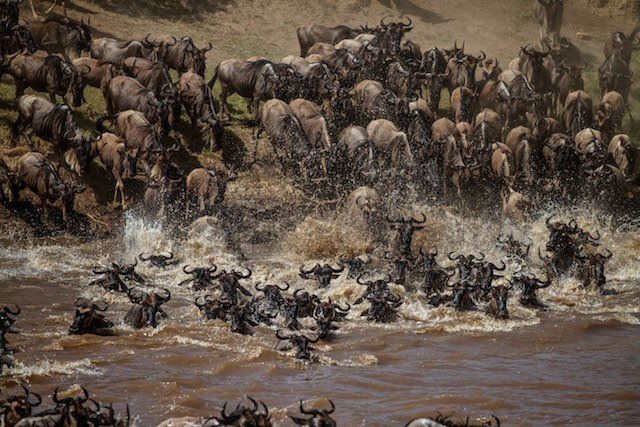 One of the many memorable wildlife offerings at @lemalacampslodges Kuria Hills is a river crossing during the Great Migration of wildebeest.