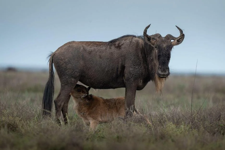NEWS: @lemalacampslodges Launches 'Migration 365' to Reframe the Great Migration as a Year-Round Story. The East African safari operator is placing &ldquo;migration literacy&rdquo; at the heart of its guiding approach, encouraging travellers to look 