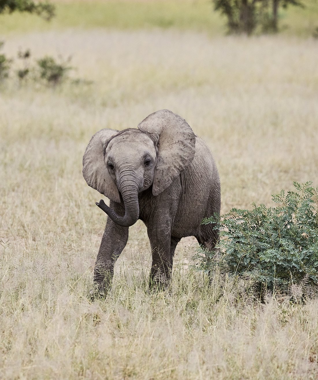 chichele_landscape_animal_02_low.jpg