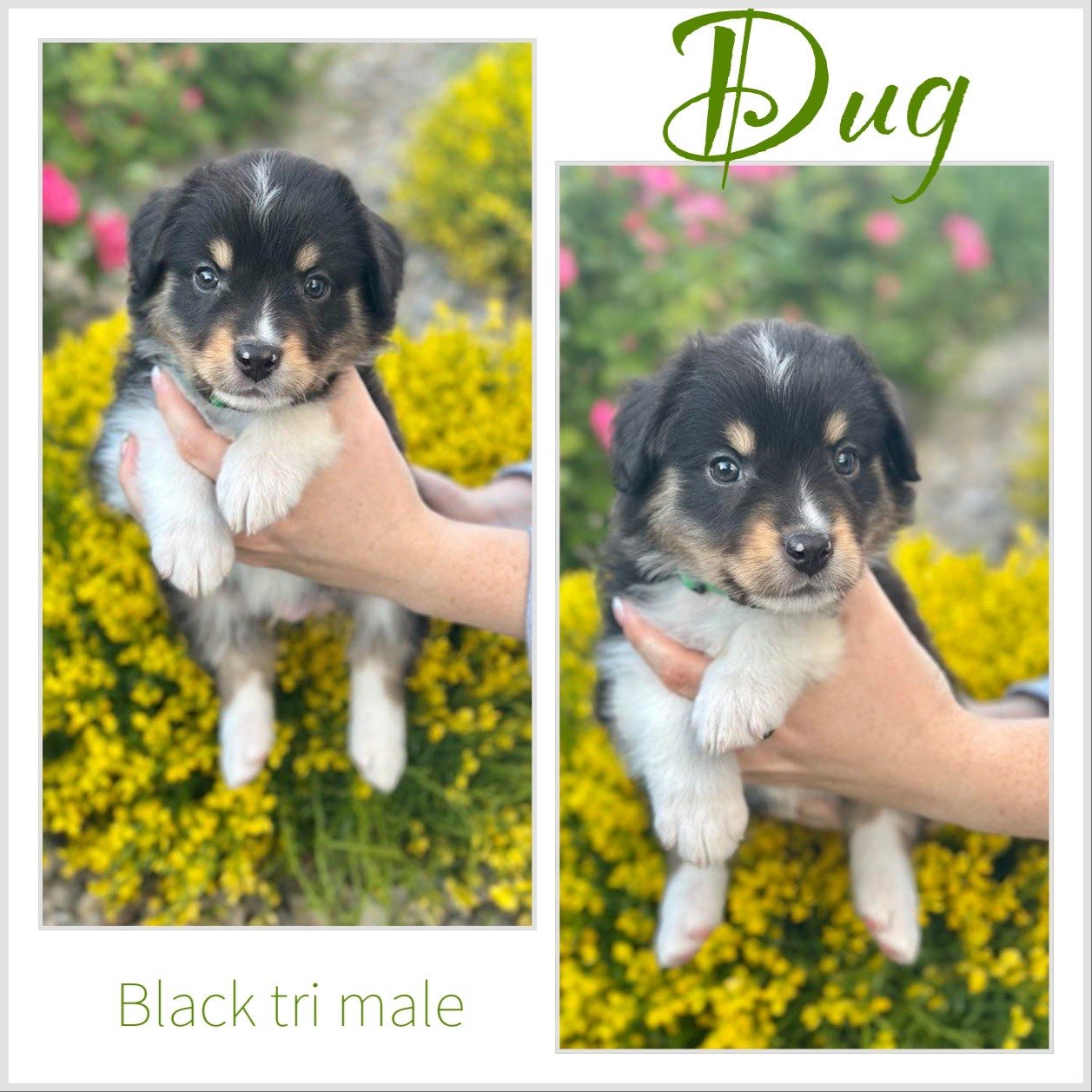 dug.jpeg