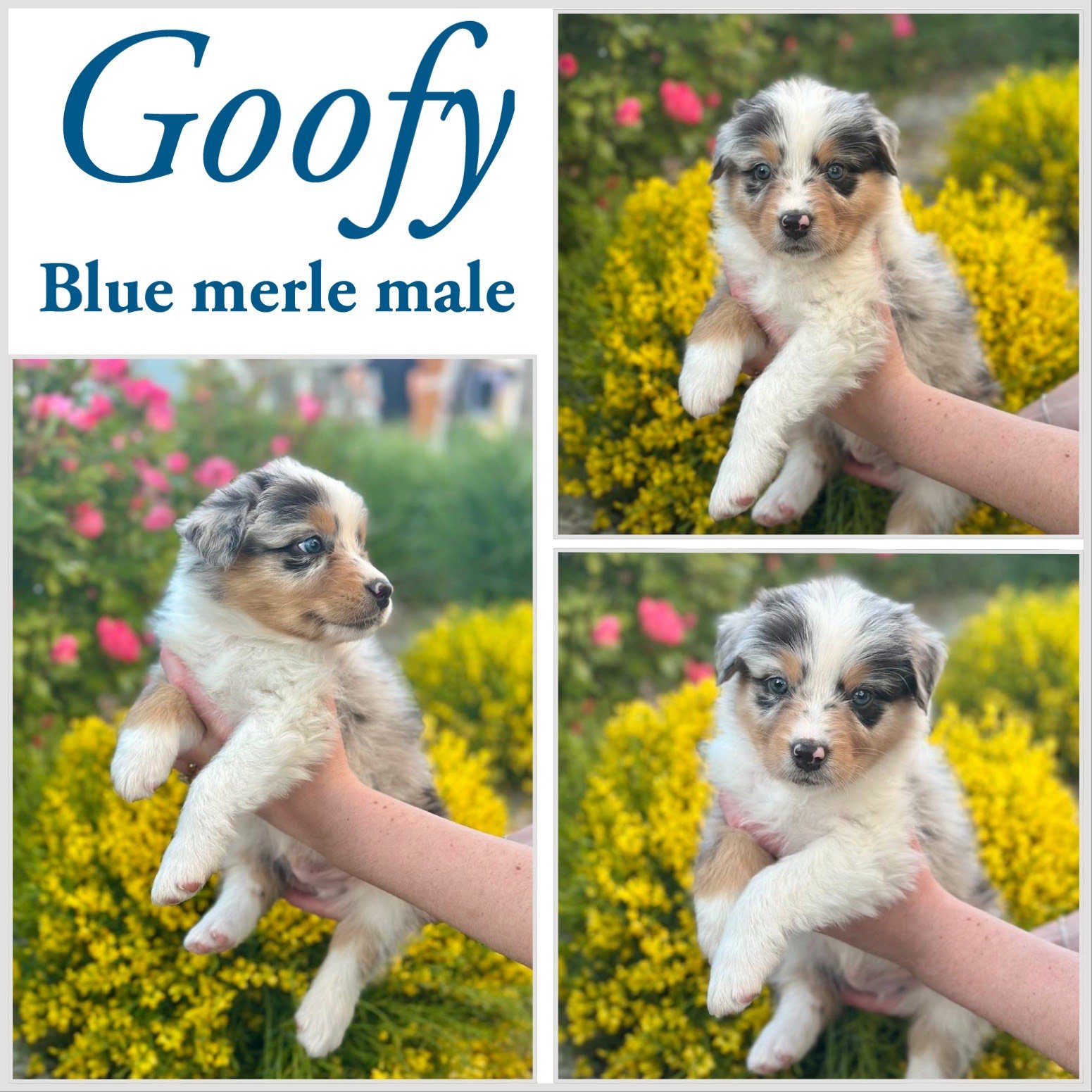 goofy.jpeg
