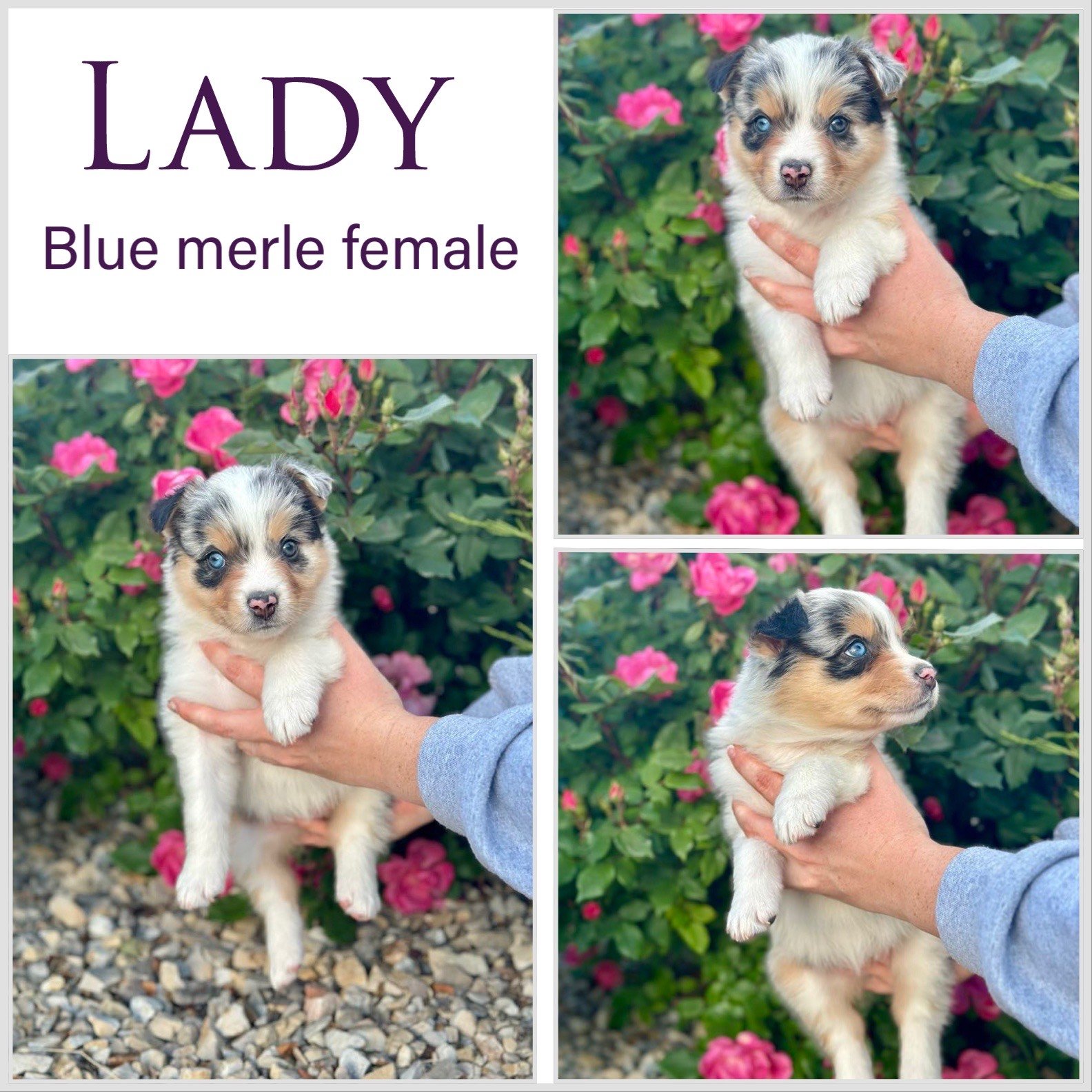 lady.jpeg