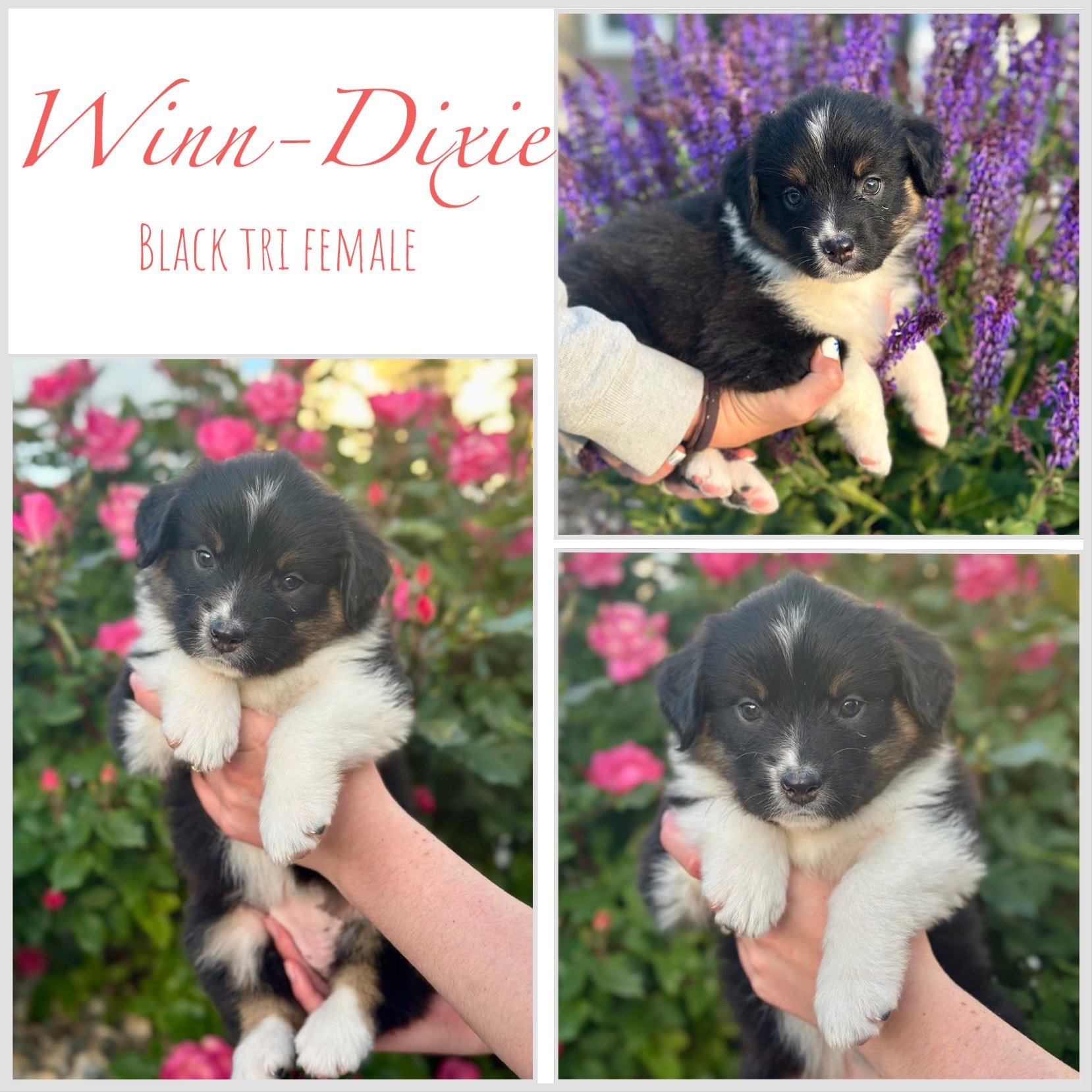 Winn Dixie - Available