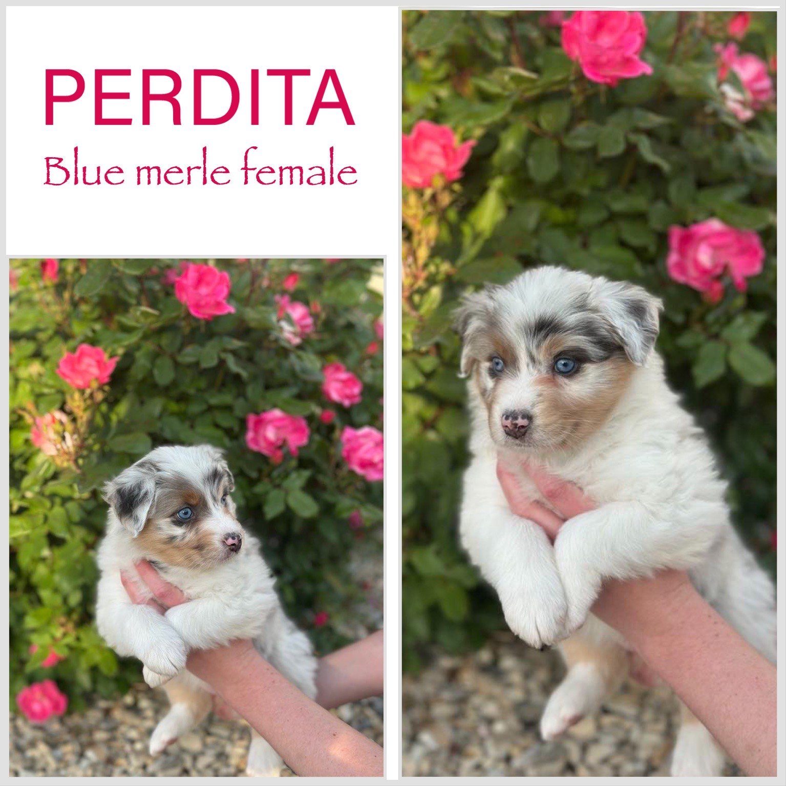 Perdita - Available