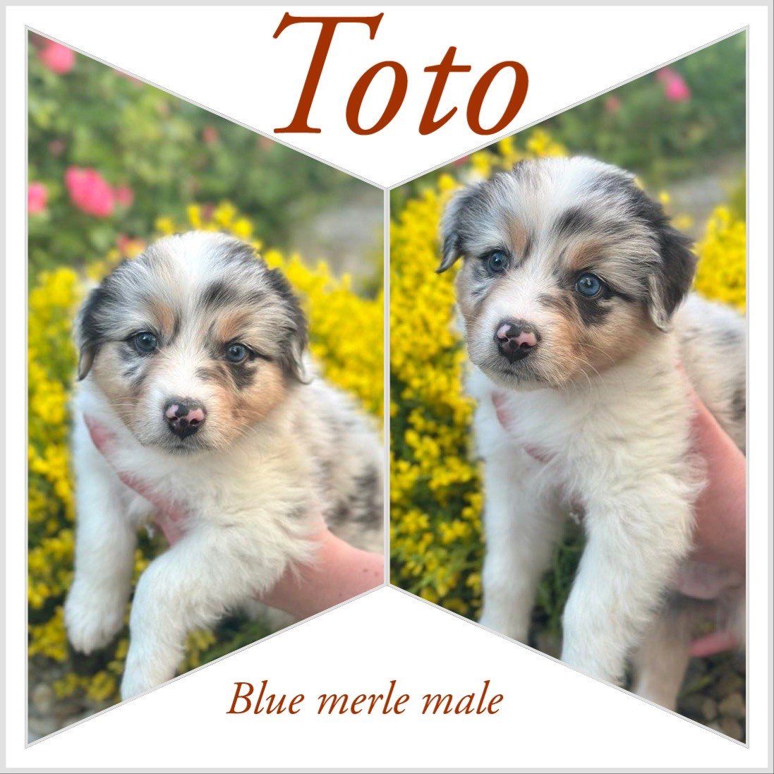 Toto-Reserved