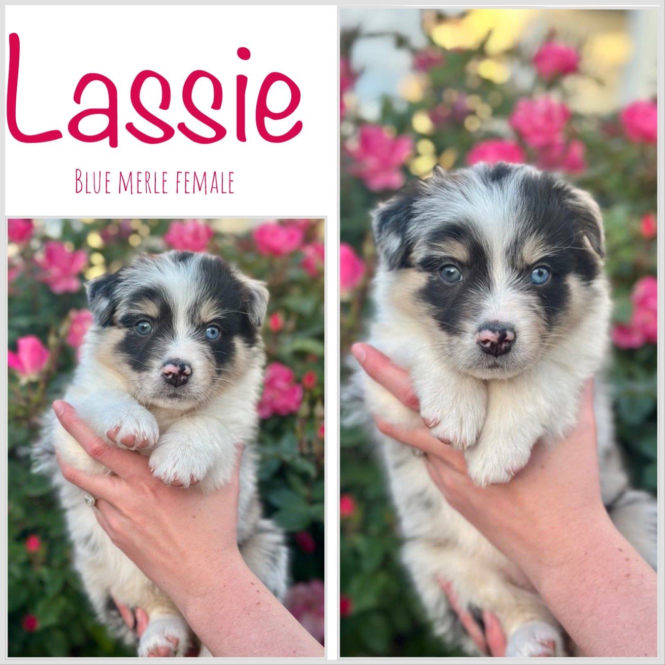 Lassie - Available