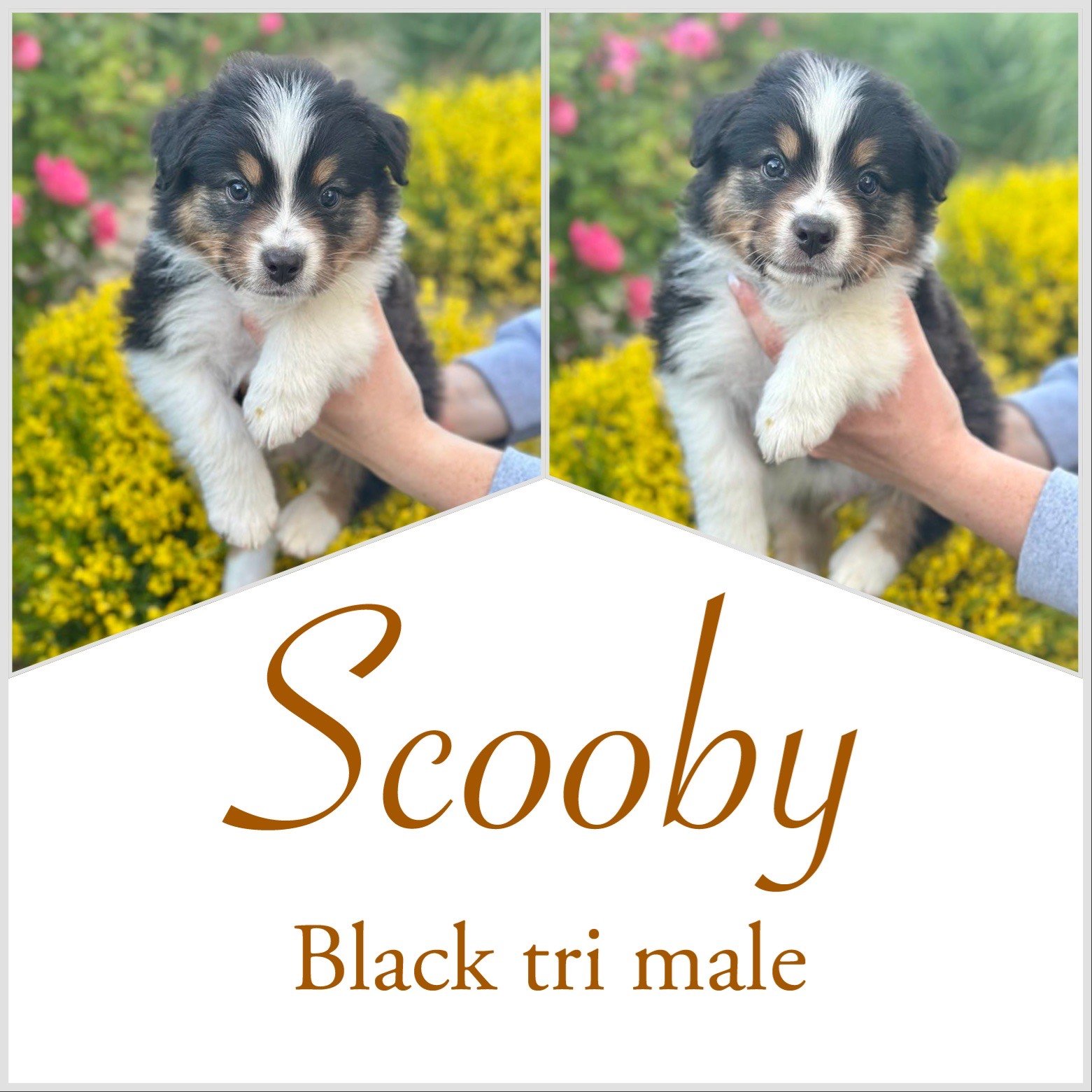 Scooby - Available