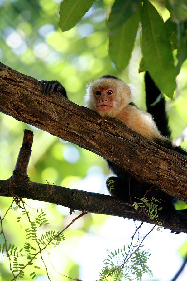 A capuchin monkey resting on a tree branch with green foliage in the background.