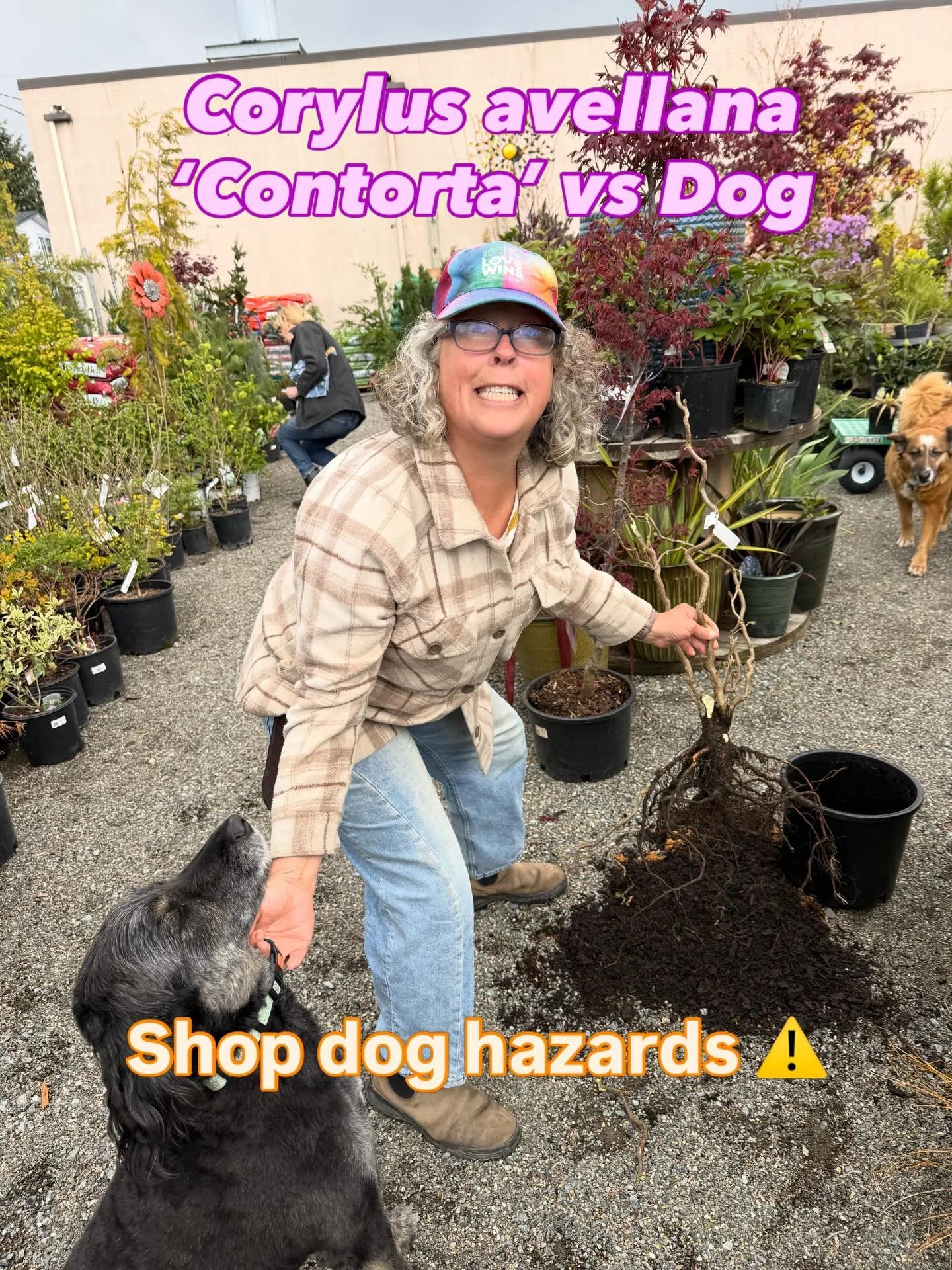 Our Huckleberry Hound (AKA Theo) thought this Corylus avellana &lsquo;Contorta&rsquo; would make a great fetching stick. This one found a new home in Patty&rsquo;s garden, but we still have more of this awesome looking tree at the nursery which are n