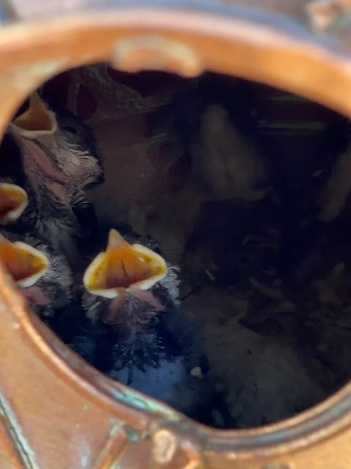 Chickadee chicks! Nesting here at Huckleberry Gardens. They are happy in their pineapple next to the fountains. They are bringing an insane amount of bugs to these 6 guys so all are doing well! #huckleberrygardensburien #burienwa