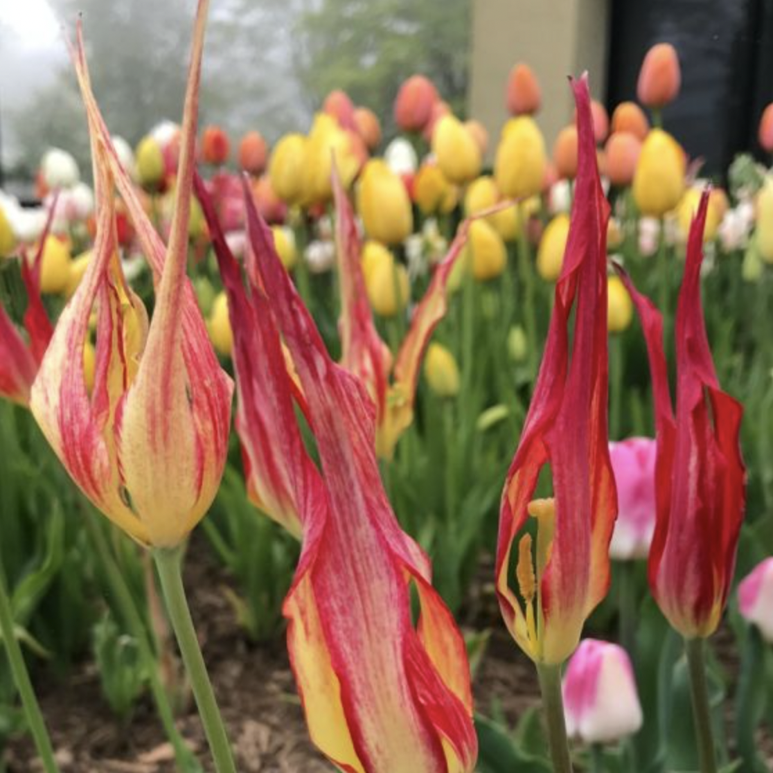 TULIP SPECIES acuminata.png