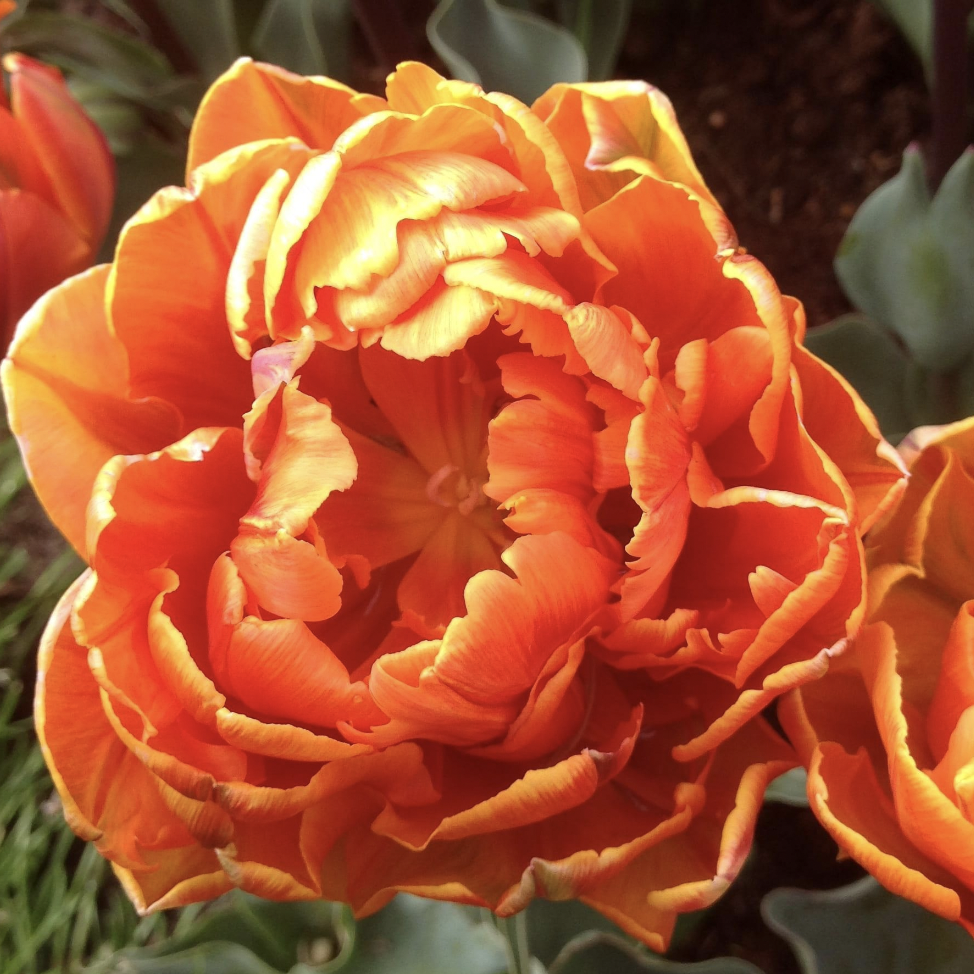 TULIP DBL Early valdivia .png