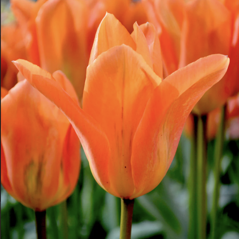 TULIP orange emperor.png