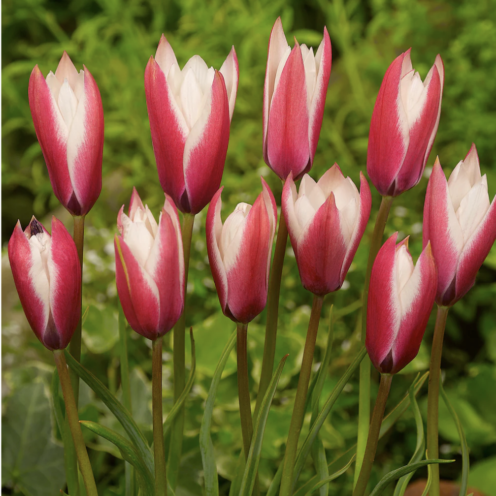 TULIP SPECIES peppermint stick.png