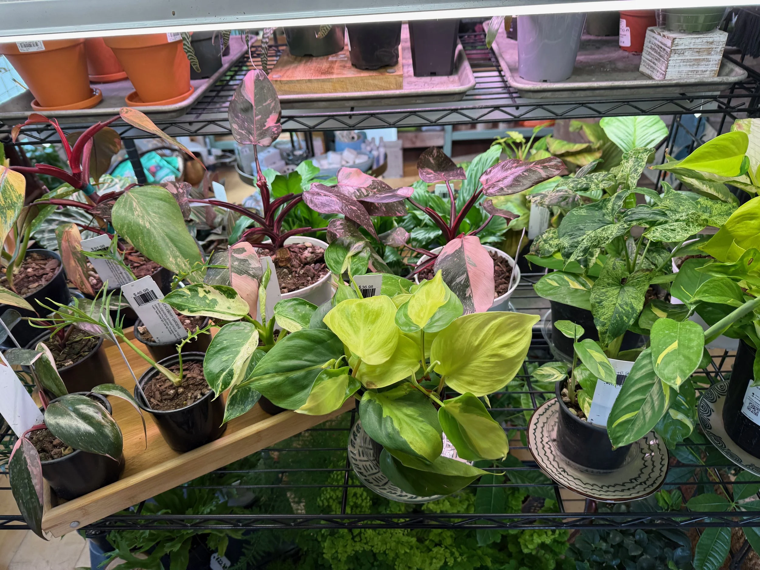 Indoor Plants 101 with Harris - Wed, April 22nd at 6PM