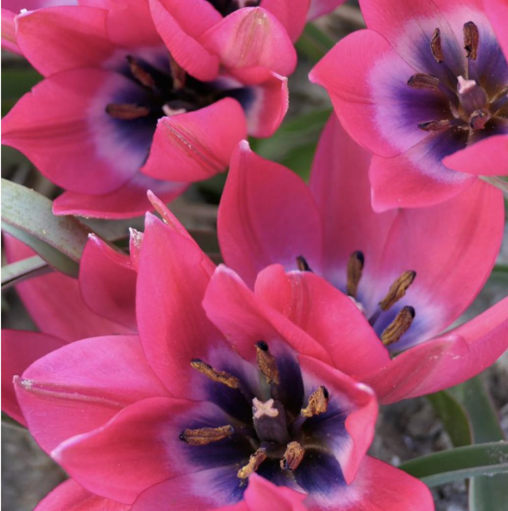 TULIP SPECIES Little Beauty.png