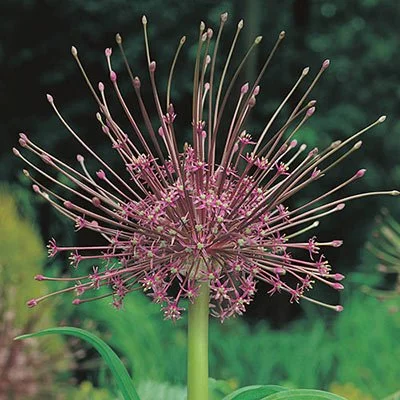 ALLLIUM Tall 'Schubertii' .jpg