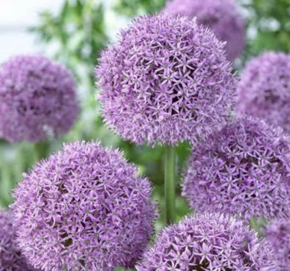ALLIUM gladiator.png