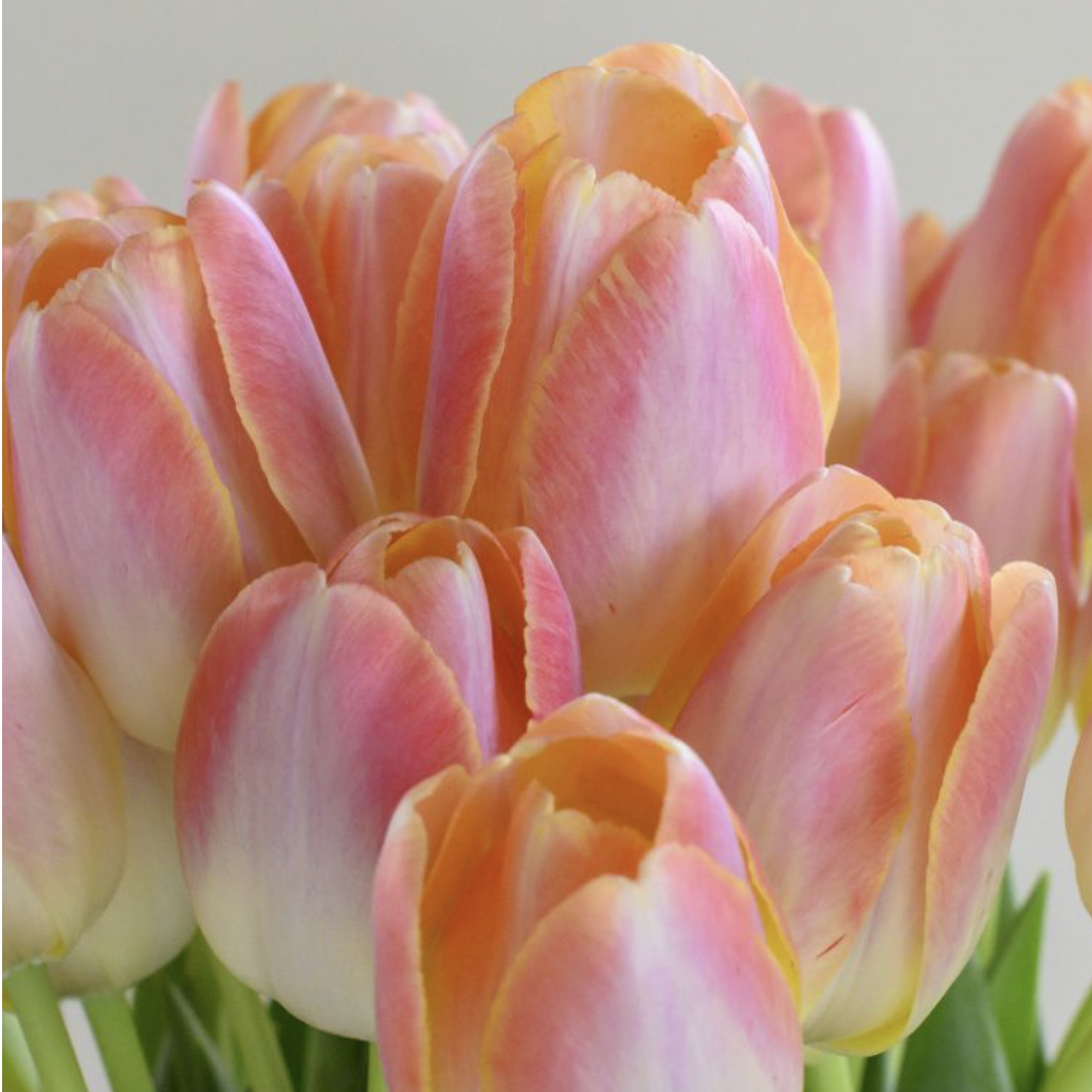 TULIP DH kunyun.png