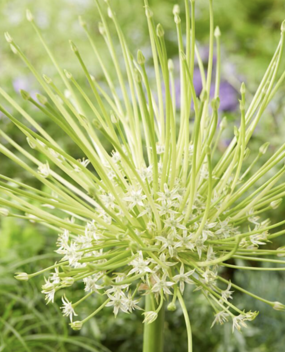 ALLIUM arctic snow.png