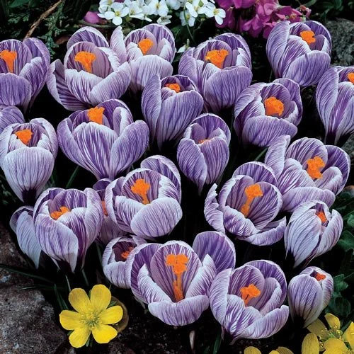 CROCUS 'Pickwick' .jpg
