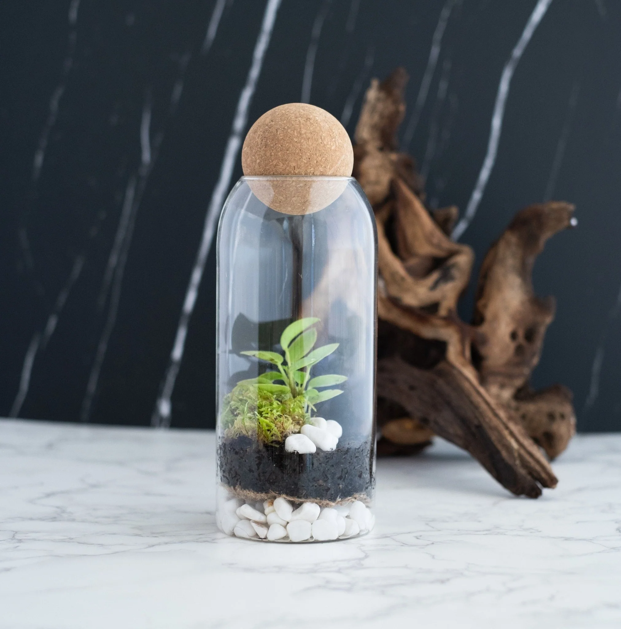 Standard terrarium kit2.jpg