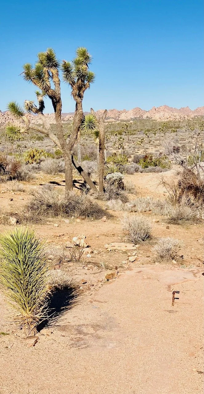Desert landscape with Joshua trees, cacti, and dry shrubs under a clear blue sky.