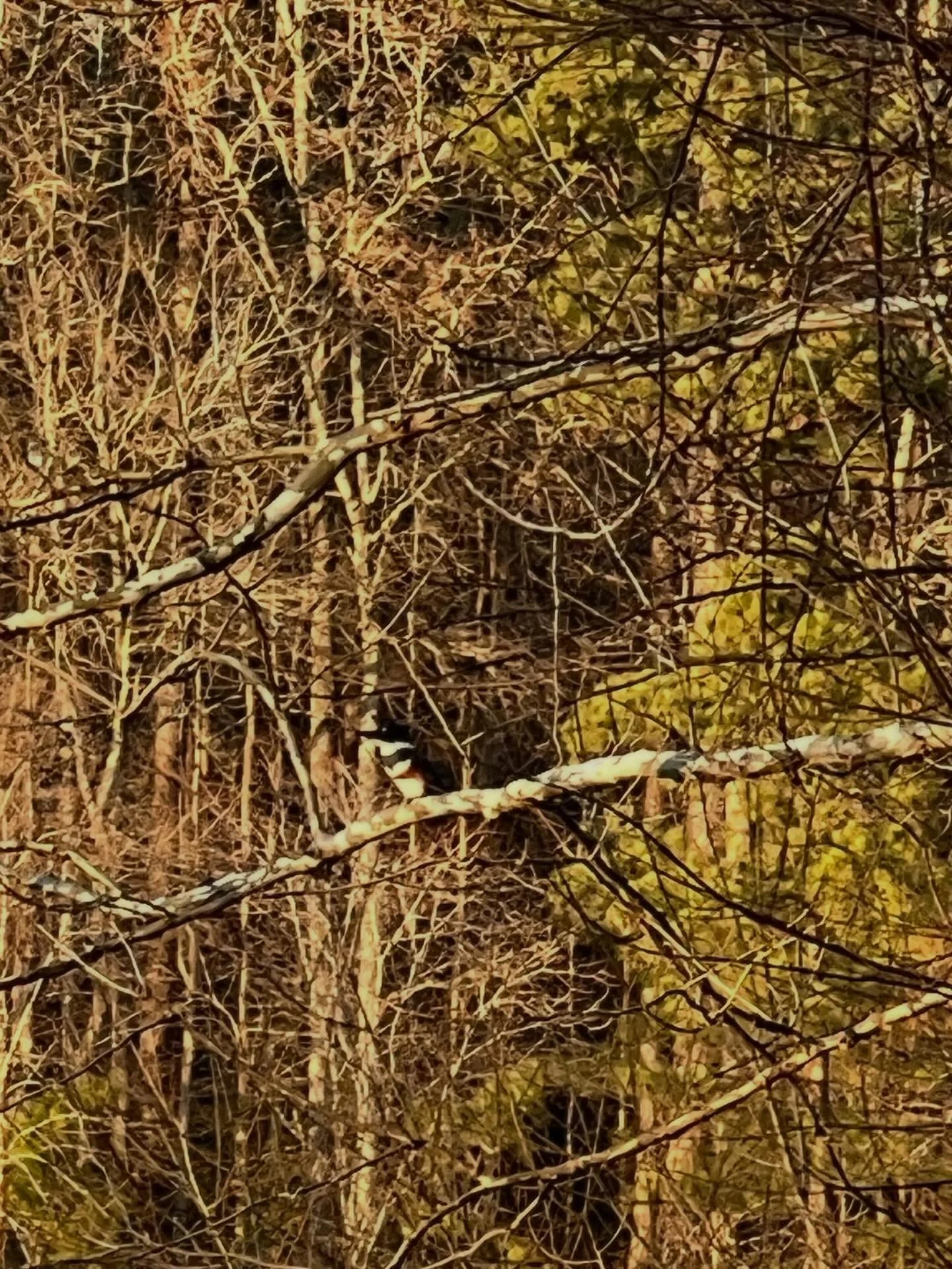 Can you spot the Kingfisher? 
We&rsquo;ve heard of quite a few other fun species around Gregory Pond (aka Raintree Lake)! 
Tag with your finds! #SpottedinRaintree

Thanks to @mistymo2 for the 👑🎣!