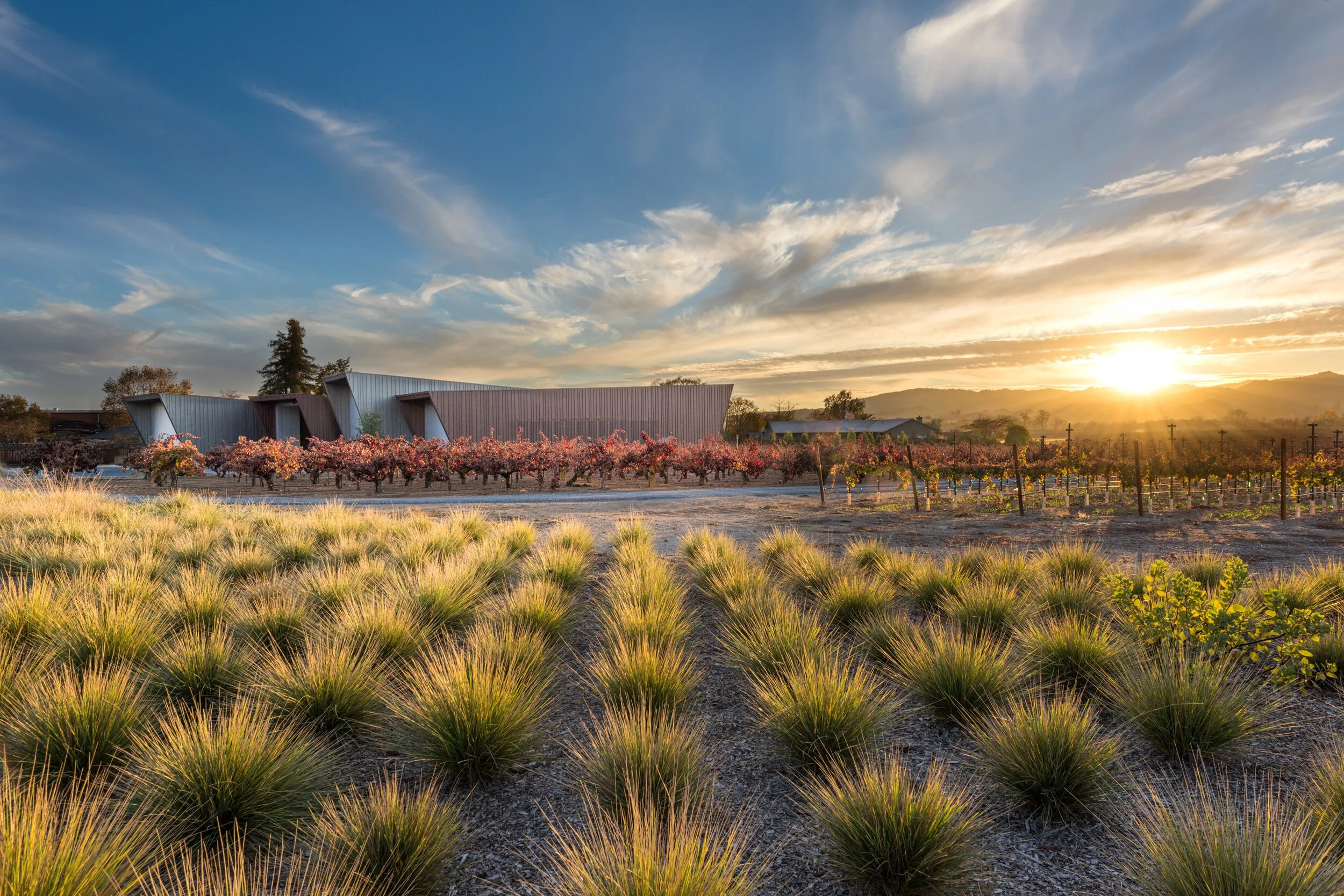 A vineyard at sunset with rows of grapevines, modern buildings, and a scenic landscape in the background under a partly cloudy sky.