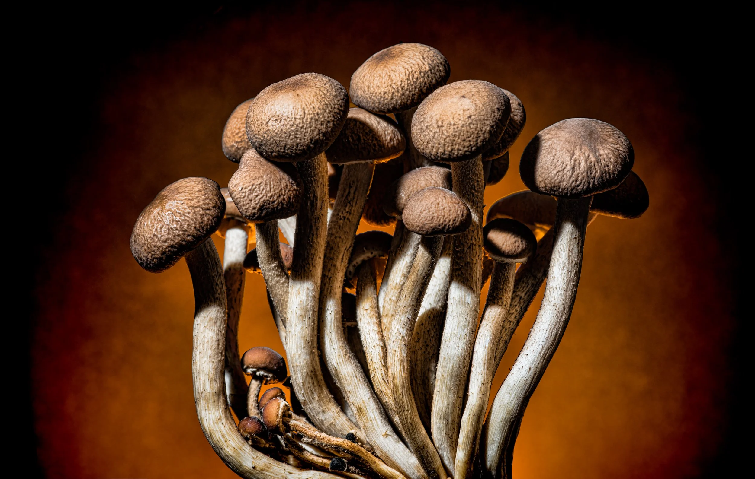 wild-mushrooms-food-photographers.jpg