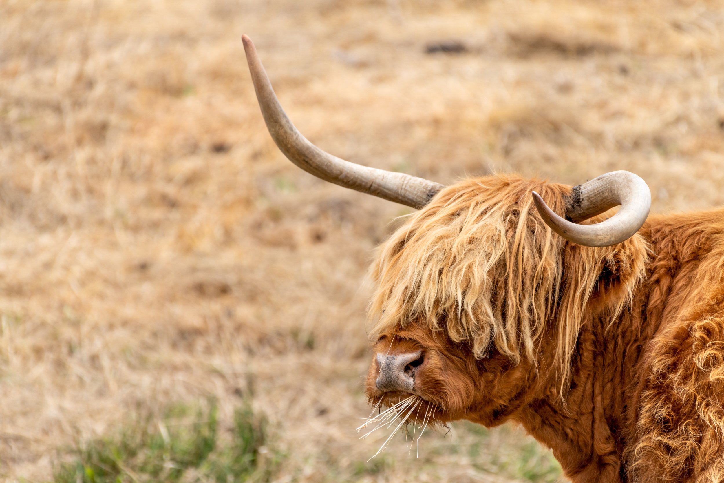 Long-horn-eating.jpg