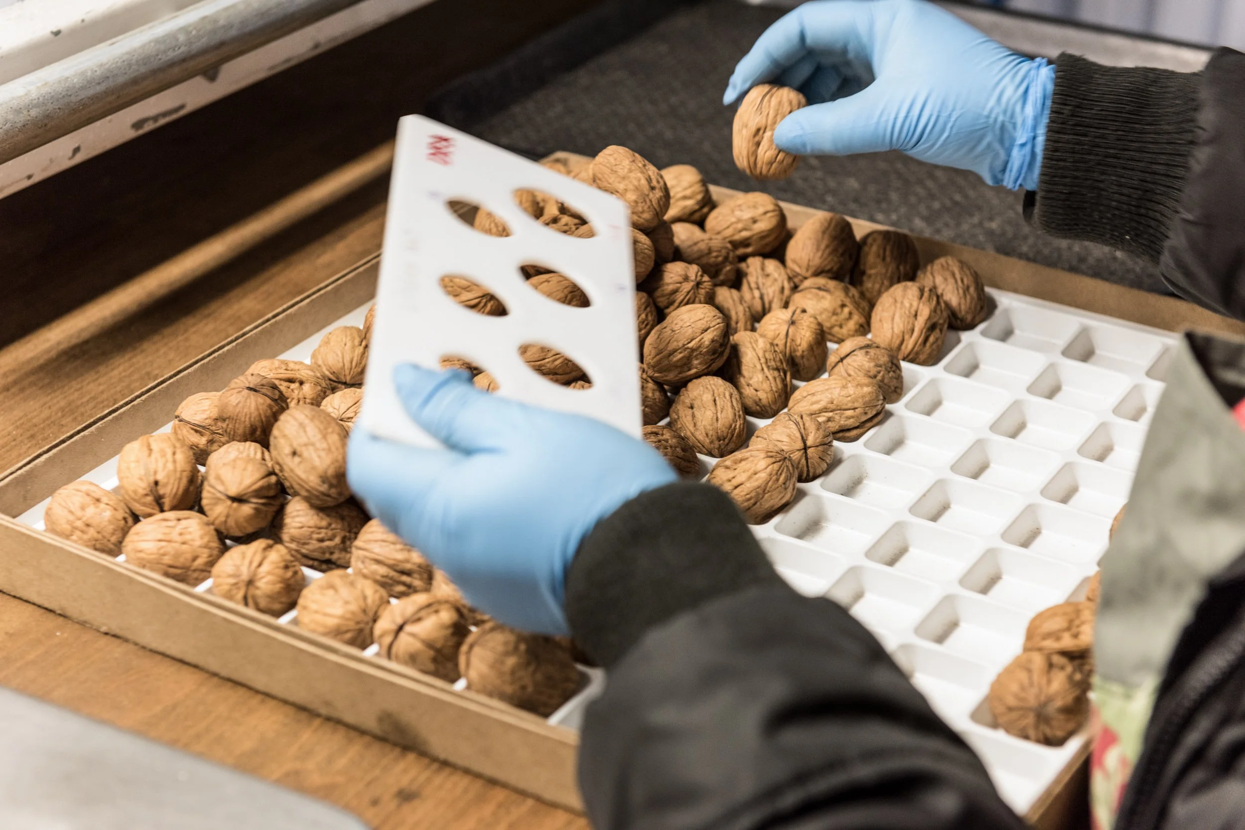 Walnuts-size-Sorting.jpg
