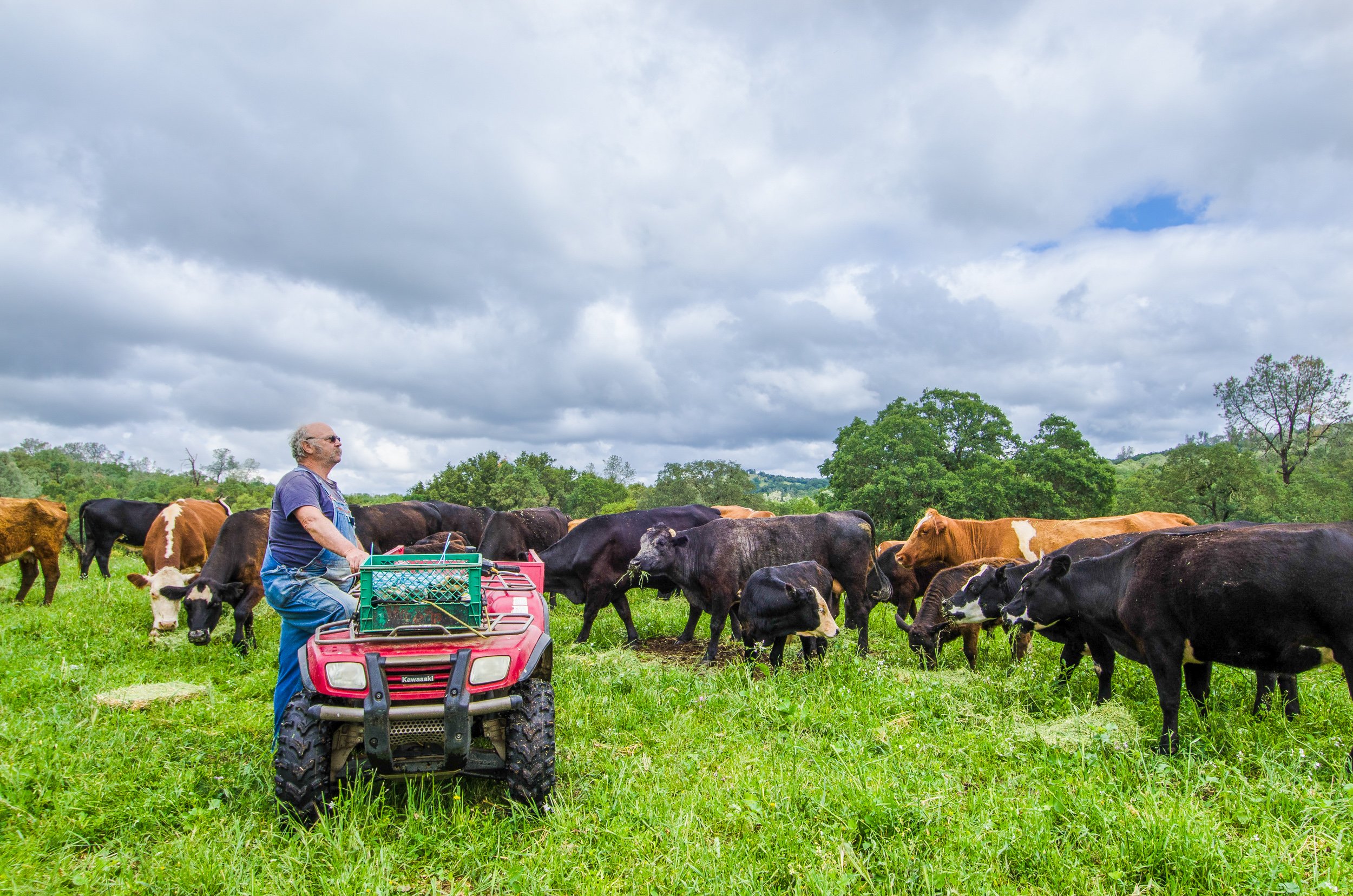cattle-farm-central-valley.jpg