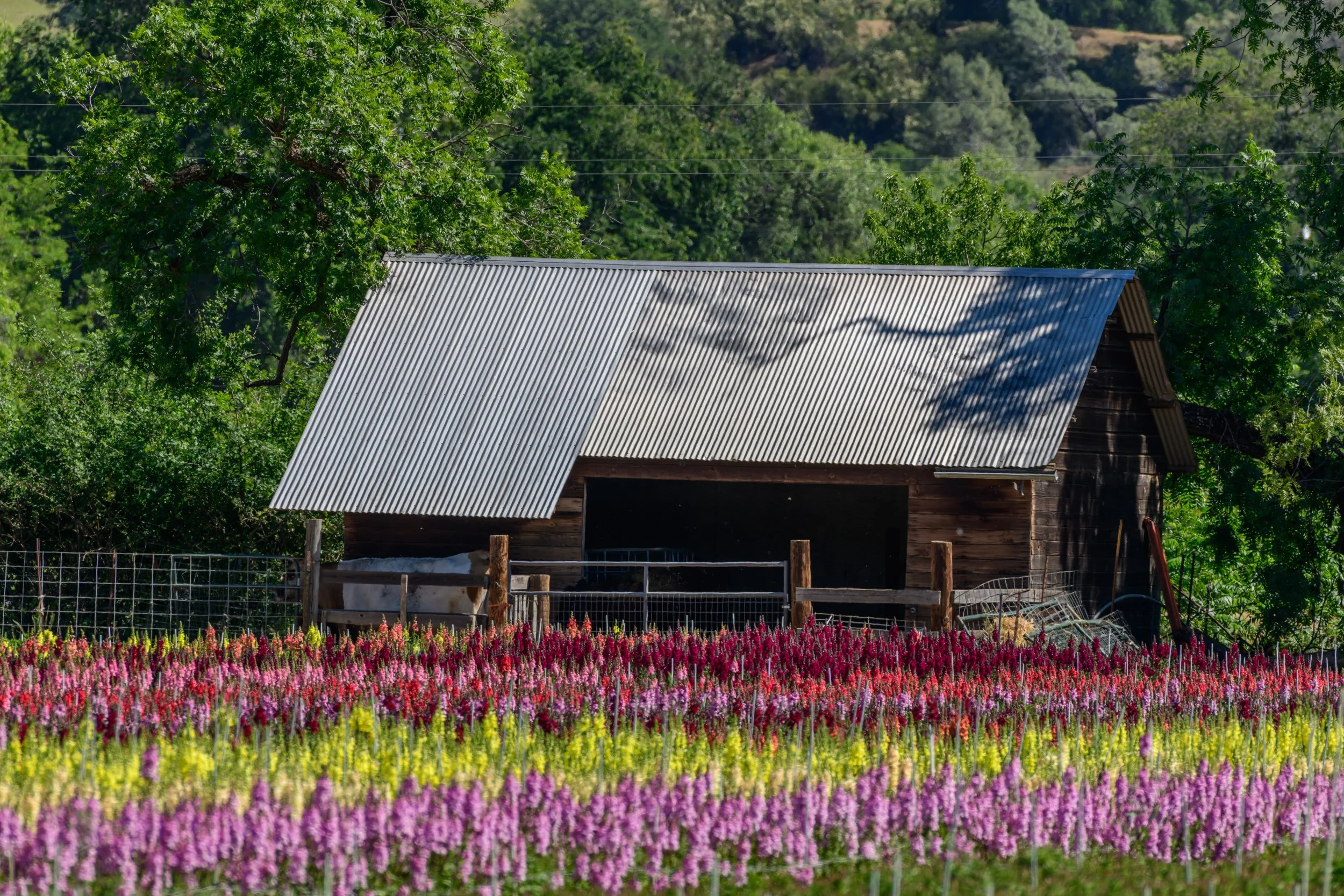 flower-farm-capay-valley.jpg